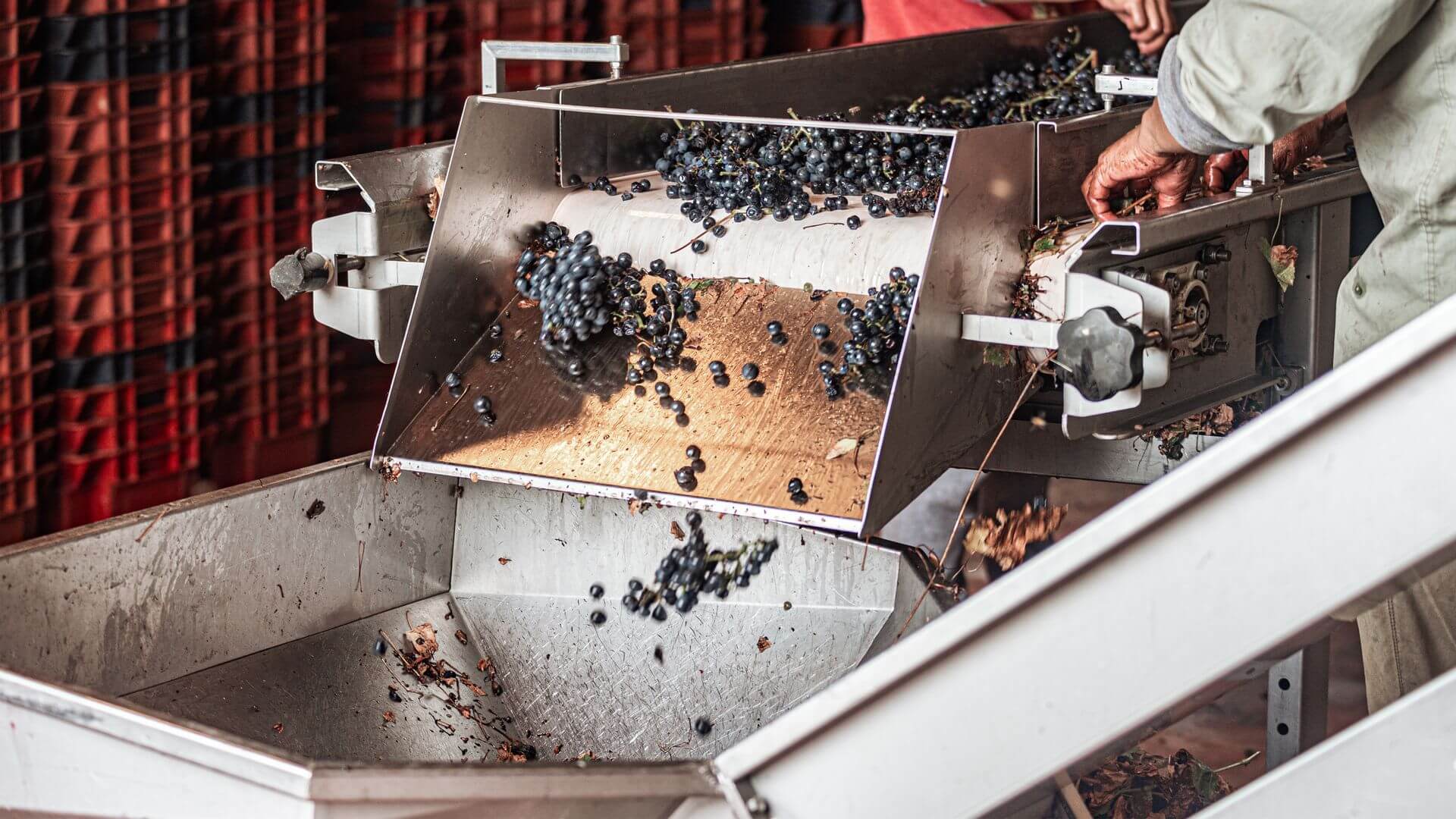 The Journey from Vineyard to Bottle