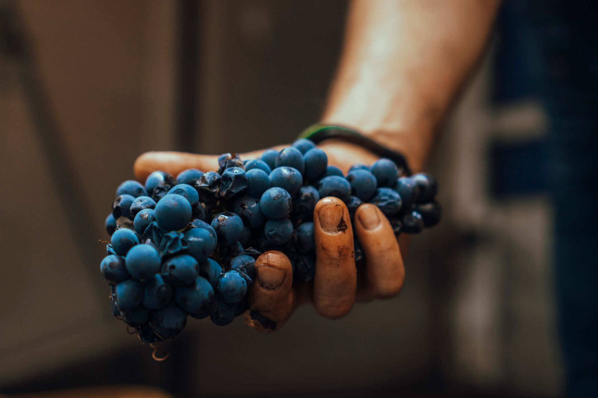 Sustainable Winemaking for the Future